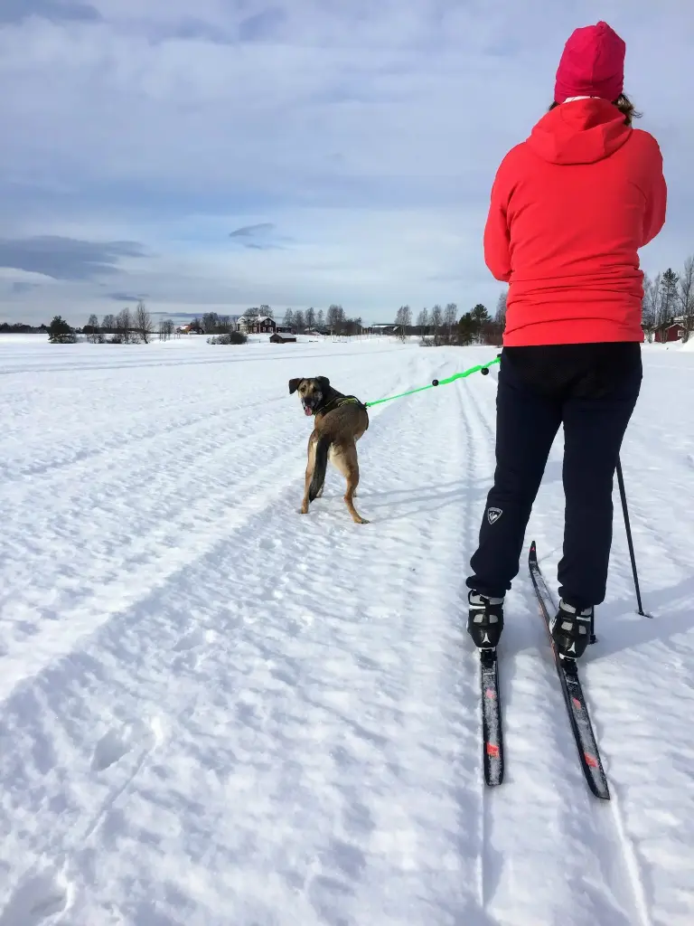 Canicross / Ski Joring Line 1 Dog