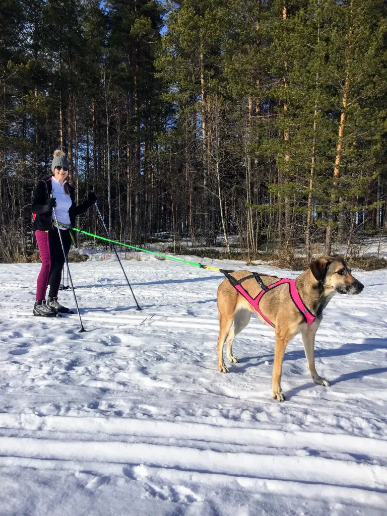 Canicross / Ski Joring Line 1 Dog