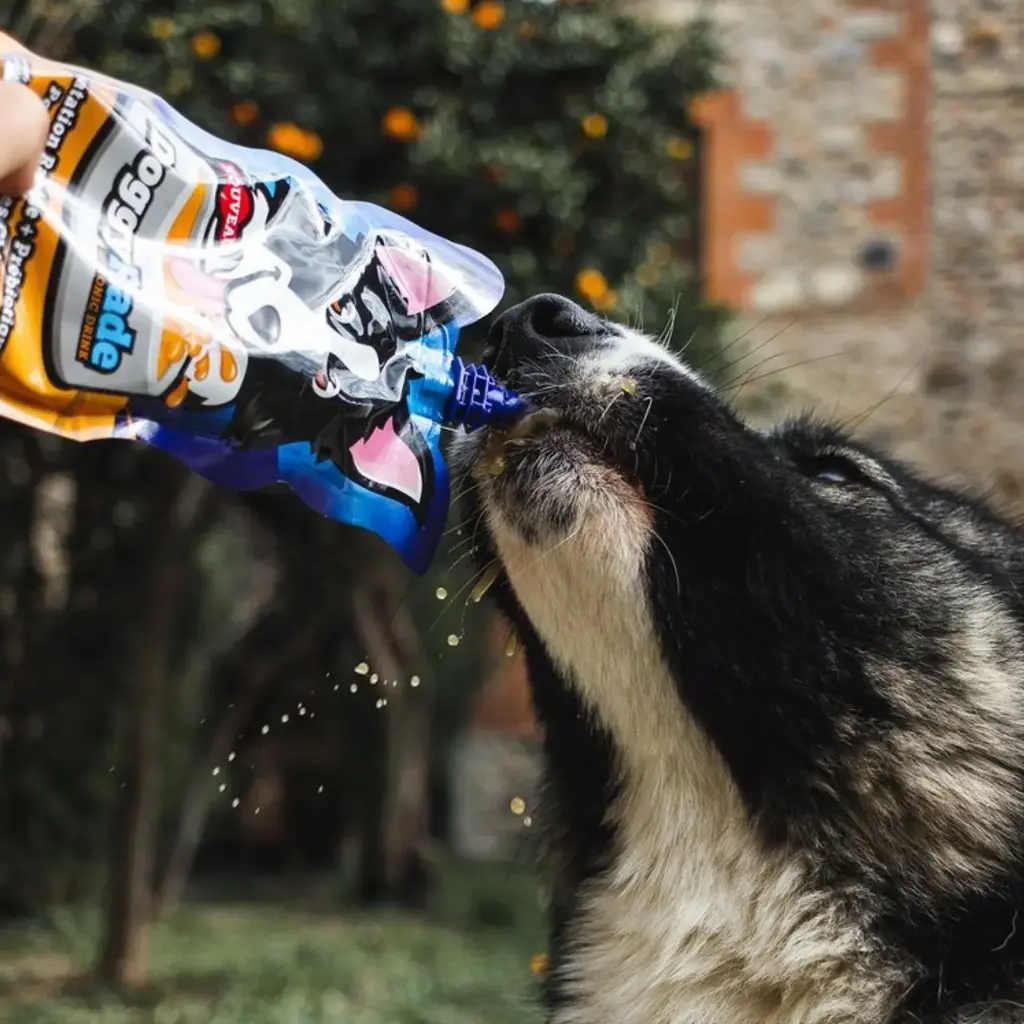 Doggyrade Duck
