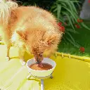 Doggyrade Duck