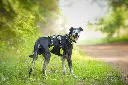4 Season Broad Peak Harness