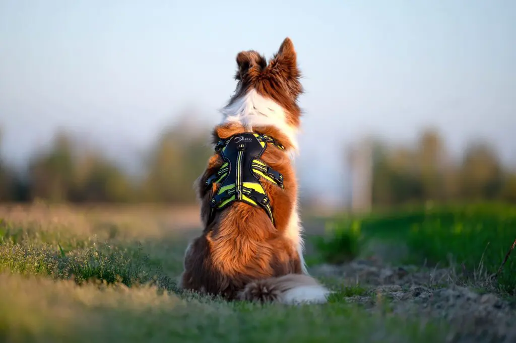 4 Season Broad Peak Harness