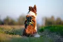 4 Season Broad Peak Harness