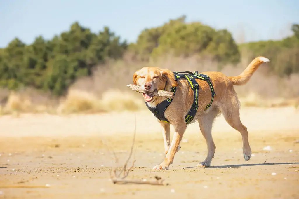 4 Season Broad Peak Harness