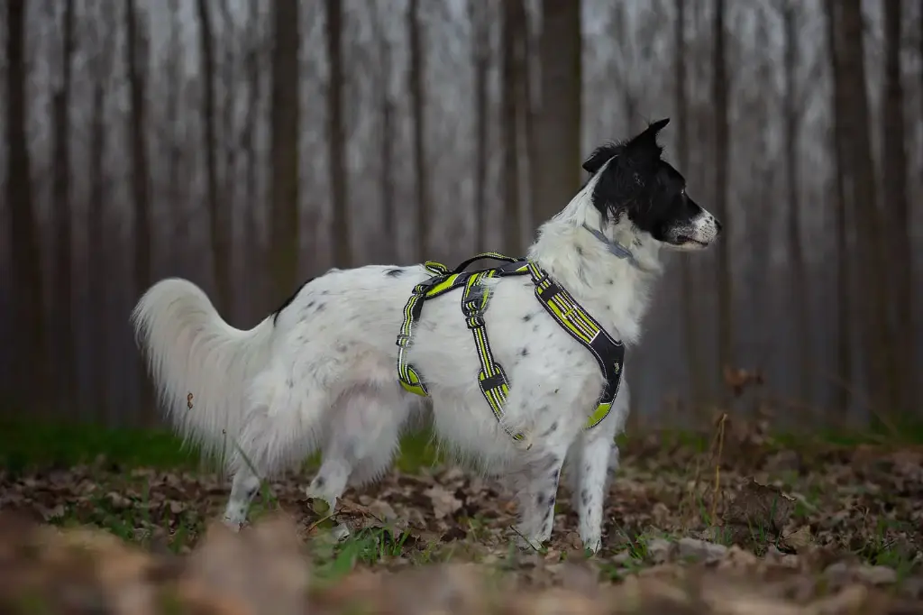 4 Season Broad Peak Harness