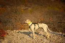 4 Season Broad Peak Harness