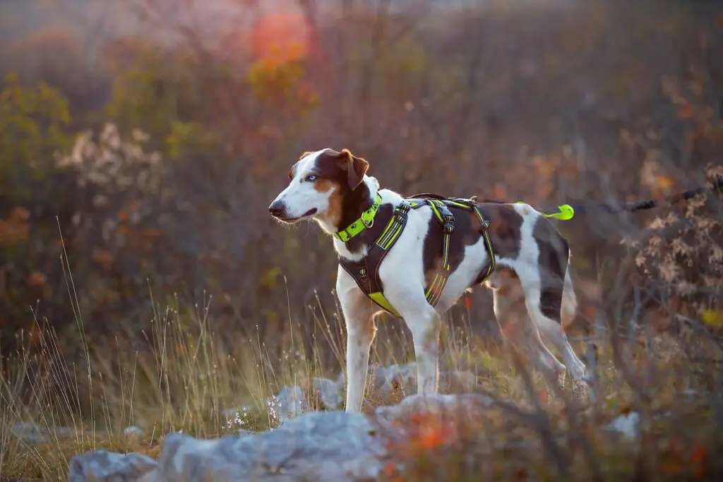 4 Season Broad Peak Harness